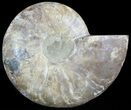Cut Ammonite Fossil (Half) - Agatized #47699-1